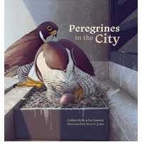 Peregrines in the City